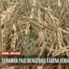 Kemarau Melanda, Petani di Bandung Barat Terpaksa Panen Dini