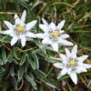 Edelweiss di Pegunungan Alpen Terancam Punah, Ulah Turis Jadi Biang Keladinya