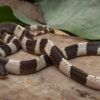 Waspada! 7 Ular Berbisa yang Sering Ditemui di Indonesia