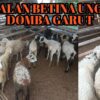 Domba Bermata Satu di Cianjur Hanya Bertahan Sehari