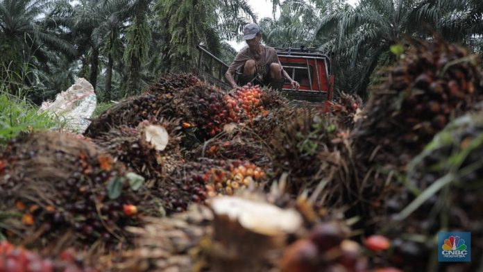 BUMN Sawit Ini Targetkan Setor Triliunan Rupiah ke Danantara, Tapi Ada Syaratnya!