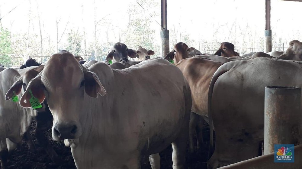 Program Makan Bergizi Gratis Beri Angin Segar Bagi Emiten Daging, Kok Bisa?