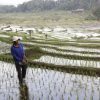 Petani Klaten Temukan Harta Karun Emas 16 Kg di Sawah, Bikin Geger!