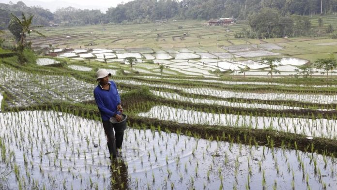 Petani Klaten Temukan Harta Karun Emas 16 Kg di Sawah, Bikin Geger!