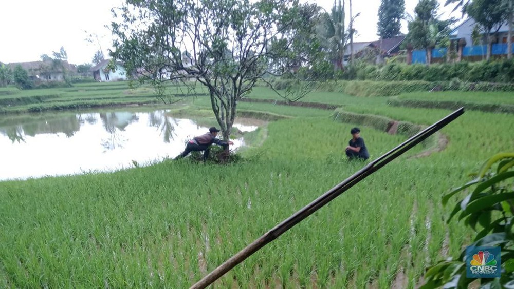 Cianjur Makmur Bupati Kaya Rakyat Melarat