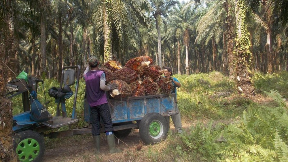 Minyak Sawit Dunia Terancam Petani di Ambang Krisis