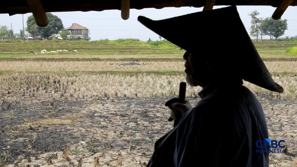 Misteri Emas 16 Kilogram di Sawah Klaten