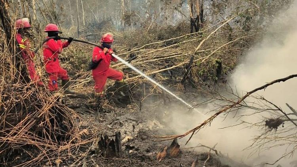 Teka Teki Karhutla dan Nasib Emiten Perkebunan